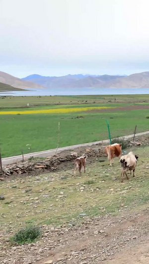 西藏牧民放牧实拍实拍西藏风光34秒视频