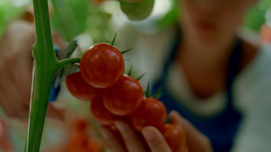 现代生态温室概念中农民切番茄枝的特写视频
