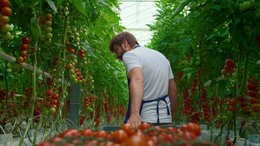 农民用箱子运输红番茄检查农场产品质量视频
