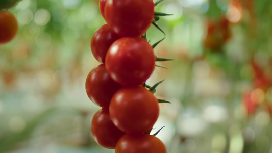 夏季温暖现代种植园西红柿栽培过程特写视频