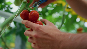 特写农民在农田温室采摘西红柿10秒视频