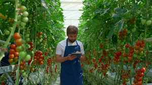 植物专家片检查农场栽培西红柿质量20秒视频