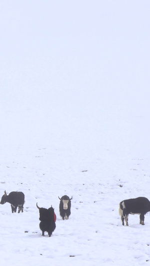 西藏高原雪地中的藏牦牛实拍视频自驾旅游46秒视频