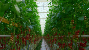 西红柿在大绿色阳光种植园概念下的栽培过程16秒视频