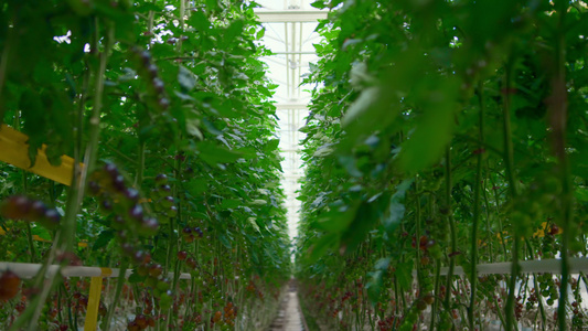 西红柿在绿叶间现代温暖温室中的栽培理念视频