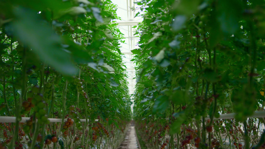在生产素食的农田上种植西红柿的种植园视频