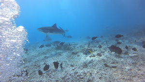 马尔代夫虎鲨公园27秒视频