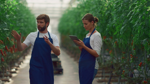 农艺农民在温室中使用平板设备检查西红柿蔬菜23秒视频