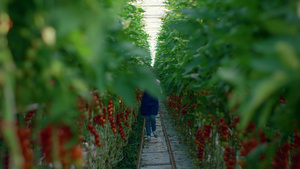农学家团队在现代种植园检查蔬菜生态西红柿26秒视频