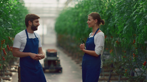 企业家团队讨论番茄农场种植园的蔬菜种植23秒视频