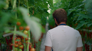 一对农学家在蔬菜种植园检查西红柿的作物质量19秒视频