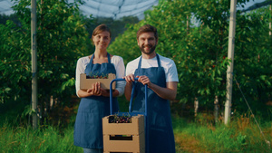 企业家夫妇在现代农业种植园里拿着收获的樱桃盒18秒视频