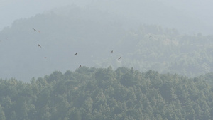 山的绿色树林与鹰鸟飞翔喜马拉雅山脉斜坡上有常绿树林17秒视频
