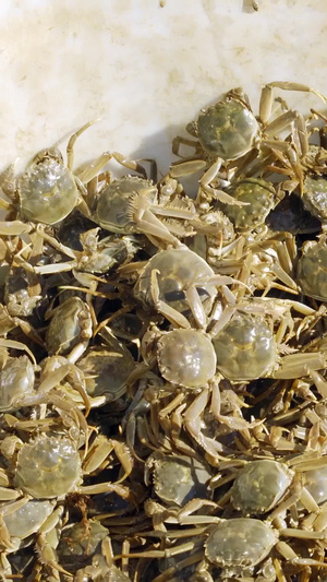 河蟹盘锦甲壳纲动物毛蟹秋季食品美味特产成蟹养殖27秒视频