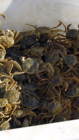 河蟹盘锦甲壳纲动物毛蟹秋季食品美味特产中国国家地理标志产品27秒视频