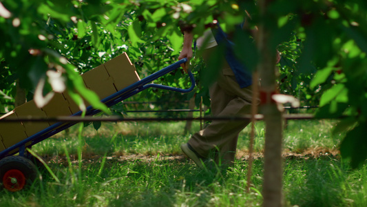 农学家在绿色阳光花园概念中移动带水果的收获箱视频