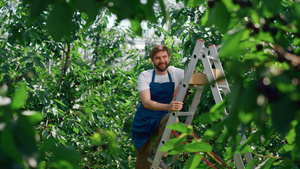 农业企业主浆果盒在绿色种植园夏日采摘水果19秒视频