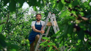 在阳光明媚的温暖夏日在绿色大浆果种植园的园艺工人19秒视频