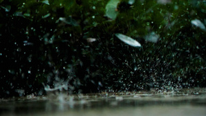 升格暴雨雨滴雨花雷阵雨35秒视频