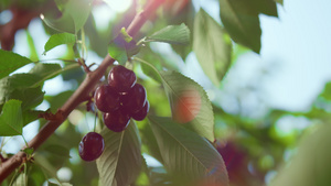 生长在自然绿色农场的新鲜的红色樱桃树晴朗的夏日特写镜头8秒视频