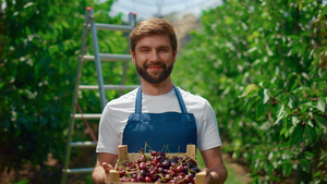 农业企业主在果园种植园展示樱桃盒健康食品17秒视频