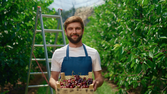食品农民在农业综合企业农场温室种植园中展示樱桃收获视频