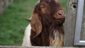 棕褐胡子山羊头在农场的栅栏上竖起头顶5秒视频