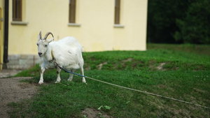农场的白山羊动物23秒视频