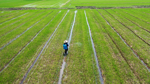4K航拍农田里的农民喷洒农药合集108秒视频