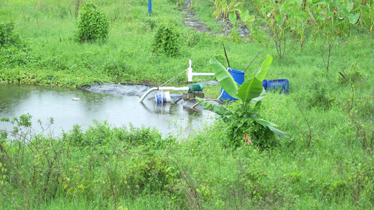 雨后的农村绿植景观实拍视频