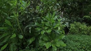 在印地海的一个岛屿上花朵和植物的异国情味13秒视频