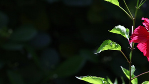 在印地海的一个岛屿上花朵和植物的异国情味14秒视频