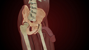 4K男性盆骨骨骼结构40秒视频