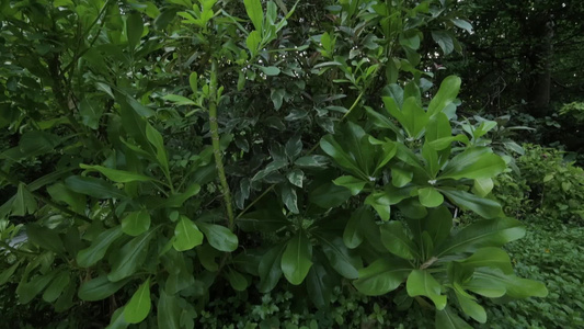 在印地海的一个岛屿上花朵和植物的异国情味视频