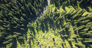 从上面看森林和峡谷的风景30秒视频