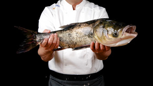 升格活鱼胖头鱼白鲢鱼鲜鱼厨师处理活鱼20秒视频