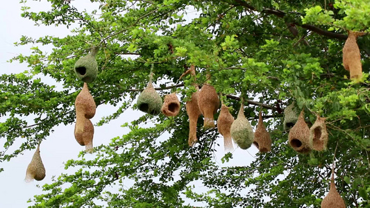 树上挂着的麻雀巢作为一个社会共同生活视频