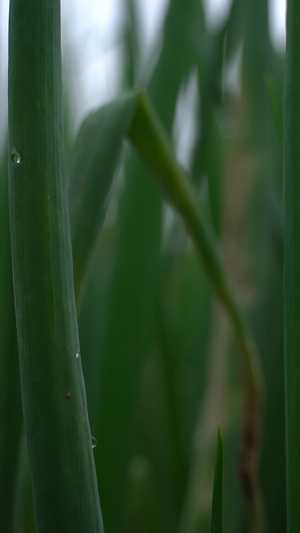 实拍微距拍摄春雨农作物充满活力9秒视频