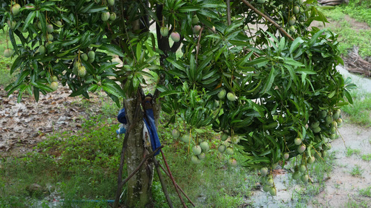 雨后的农村绿植景观实拍视频