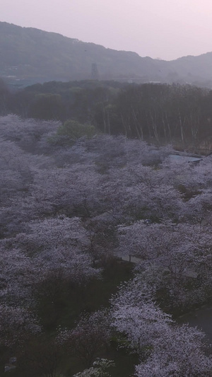 环绕航拍春天樱花季城市地标樱花园素材樱花素材47秒视频