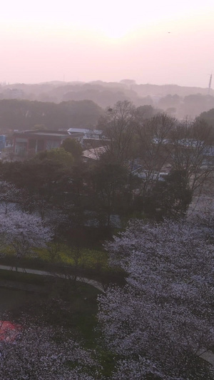 环绕航拍春天樱花季城市地标樱花园素材樱花素材47秒视频