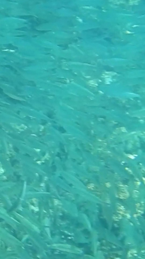海洋动物沙丁鱼世界海洋日35秒视频