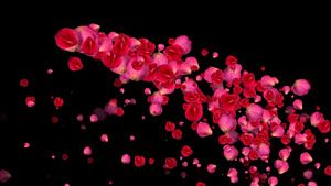 特效红色玫瑰花瓣动态透明通道背景视频7秒视频