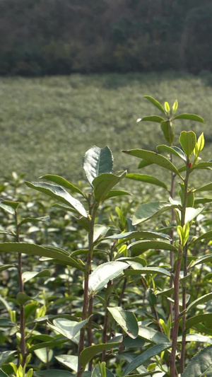 茶园采茶龙井茶24秒视频