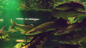 来自亚马孙河的鱼种21秒视频