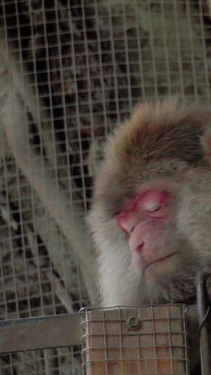 实拍动物猴子视频素材38秒视频