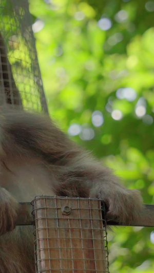 实拍动物猴子视频素材38秒视频