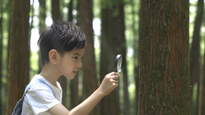 小朋友用放大镜观察大树树干25秒视频