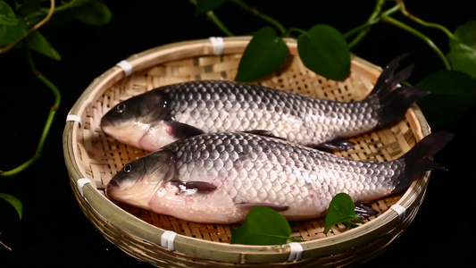 鲫鱼海鲜水产视频