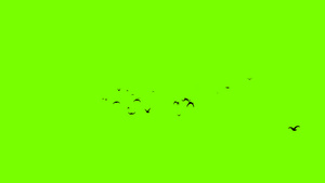 鸟群鸟飞过绿屏抠像绿幕视频素材19秒视频